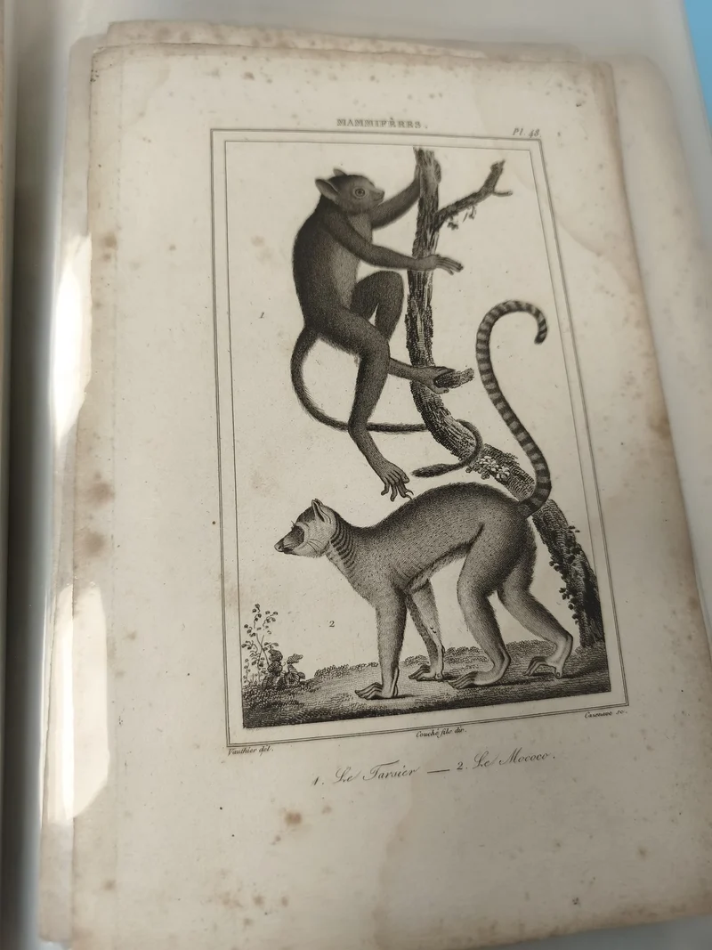 Ancienne gravure animalière XIXe singe lémurien décor collection vintage