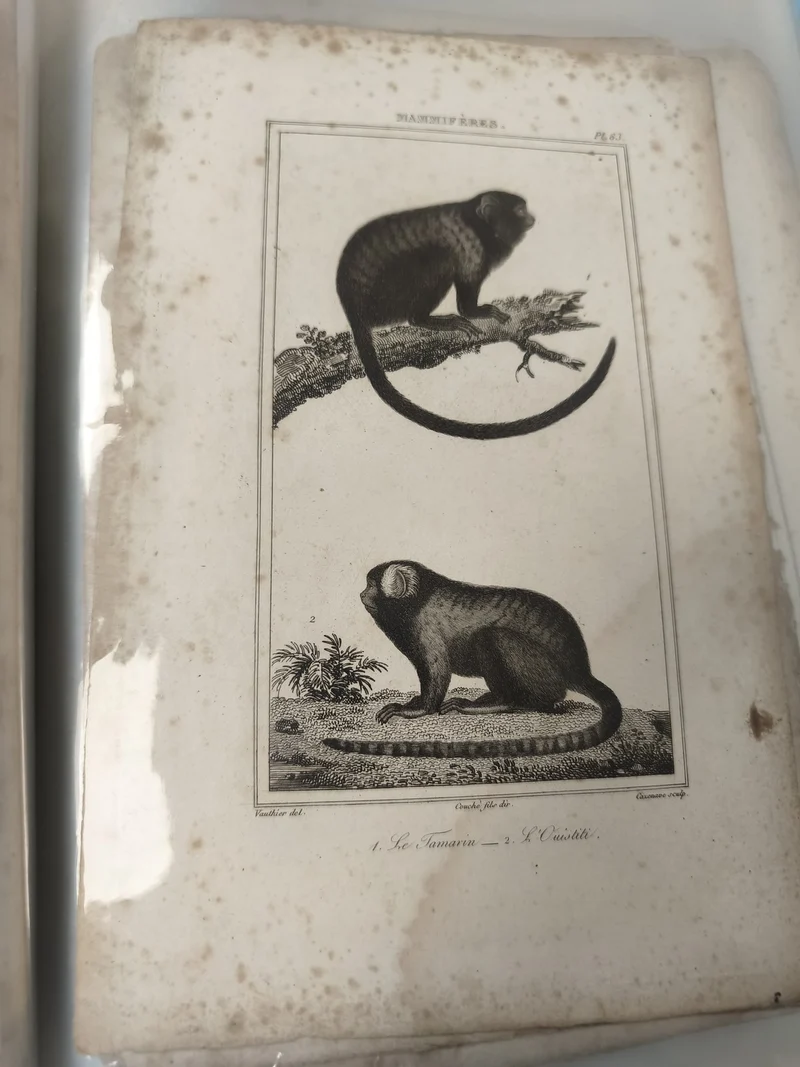 Ancienne gravure animalière XIXe singes tamarin ouistiti, planche illustrée