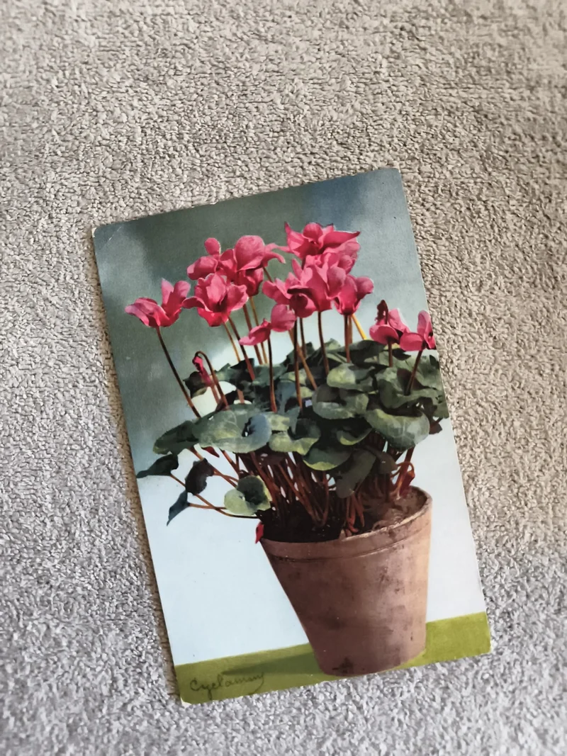 Carte postale CPA cyclamen pot fleurs illustration couleur