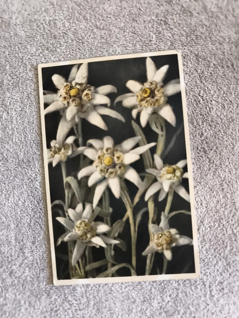 Carte postale Edelweiss photo couleur CPA fleurs montagne