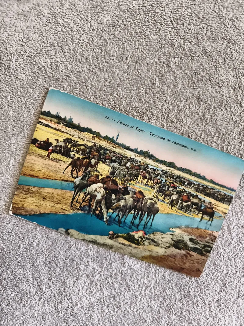 Carte postale CPA troupeau de chameaux scène animée couleur