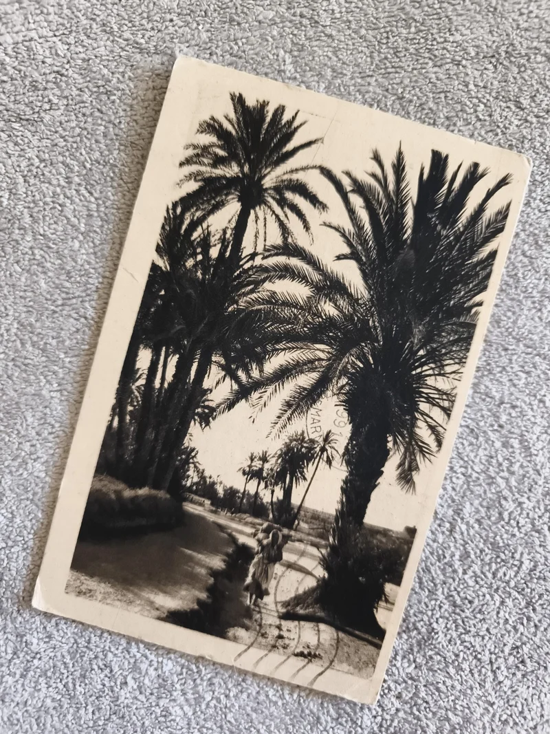 CPA paysage palmiers oasis noir et blanc photo ancienne palm trees