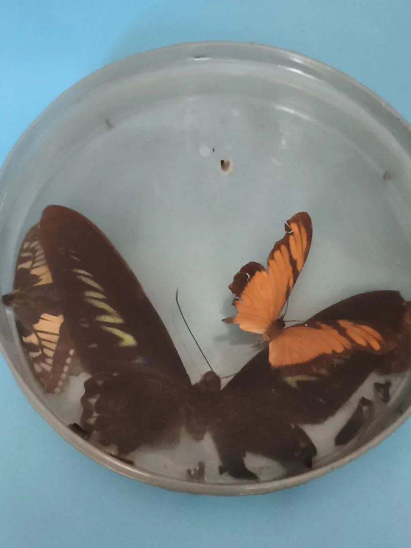 Papillon naturalisé sous cloche ronde, décor entomologie, orange noir