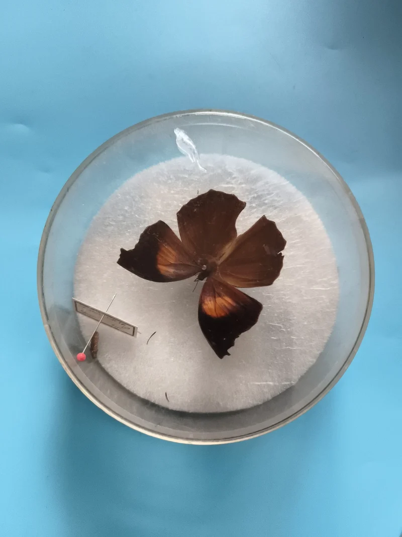 Papillon naturalisé sous globe rond, spécimen entomologique brun