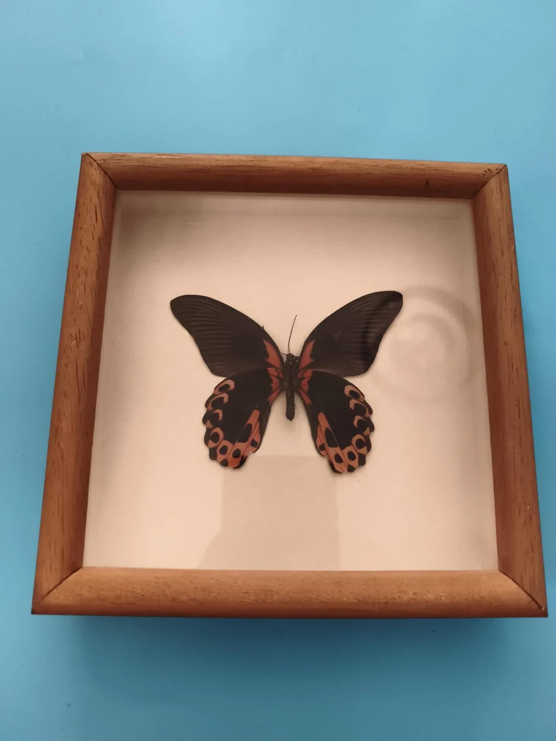 Papillon naturalisé sous cadre bois, décor mural entomologie, ailes noires et ro