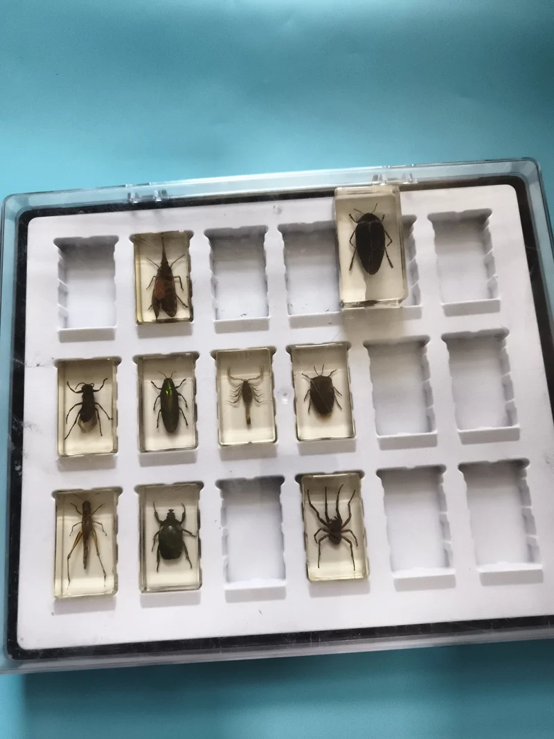 Lot insectes naturalisés résine transparente boîte pédagogique observation