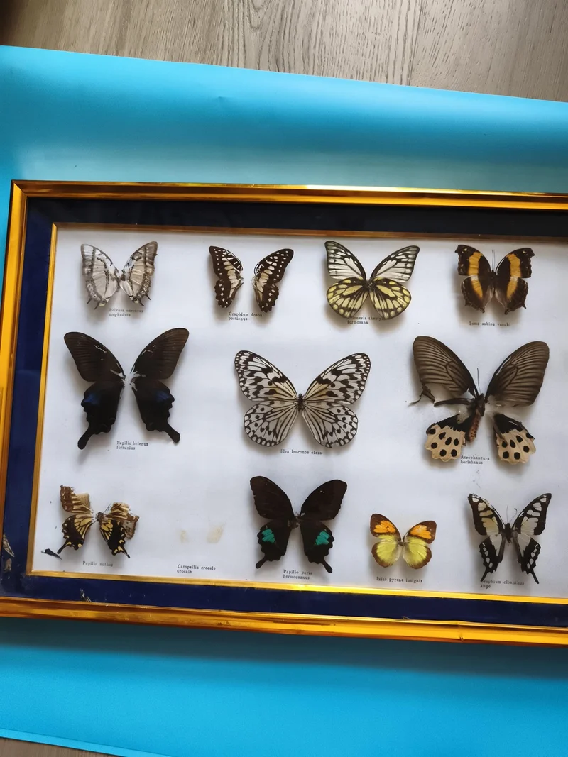 Papillons naturalisés sous verre cadre doré entomologie décoration murale