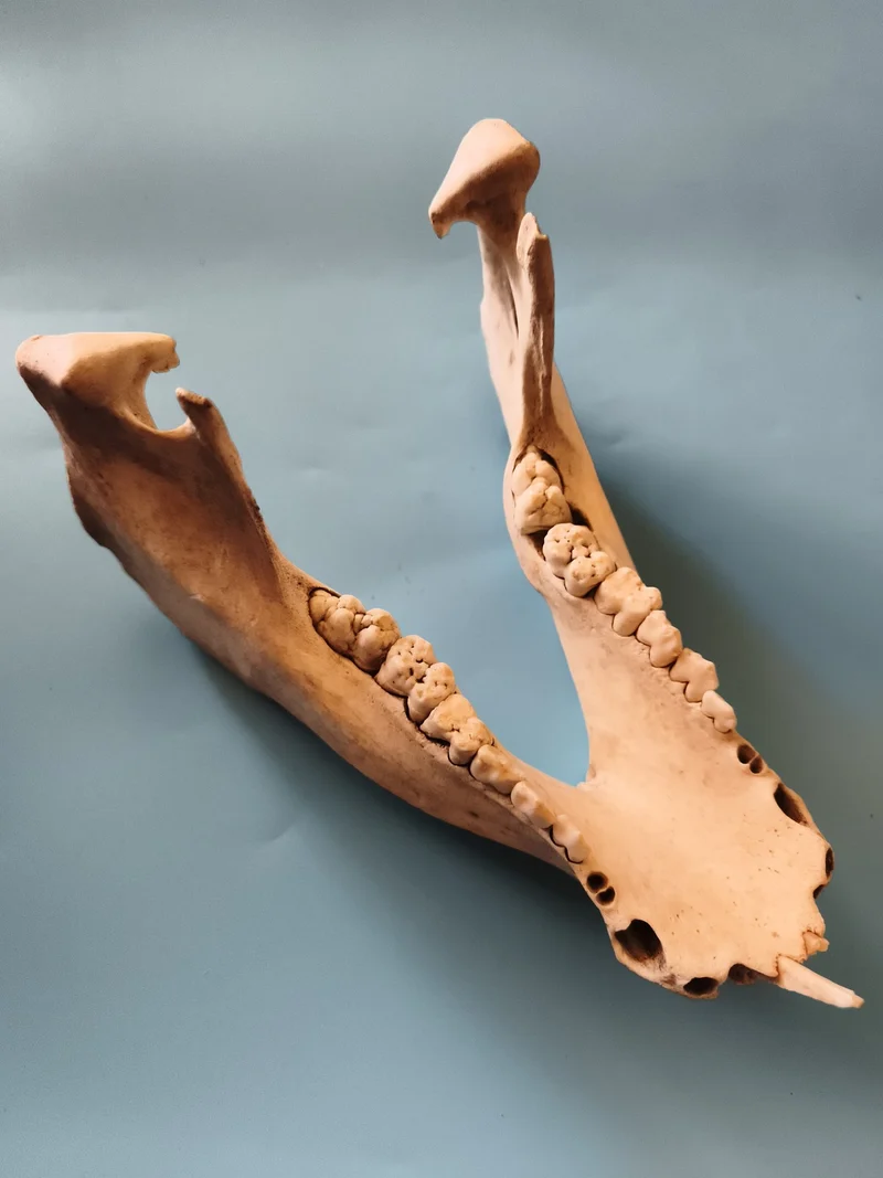 Mâchoire inférieure animal taxidermie os naturel denture anatomie déco