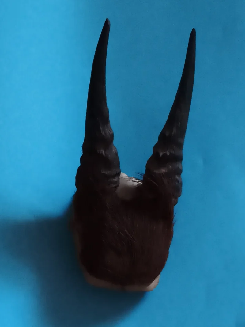 Cornes de déguisement ancien – Accessoire costume diable démon, effet réaliste