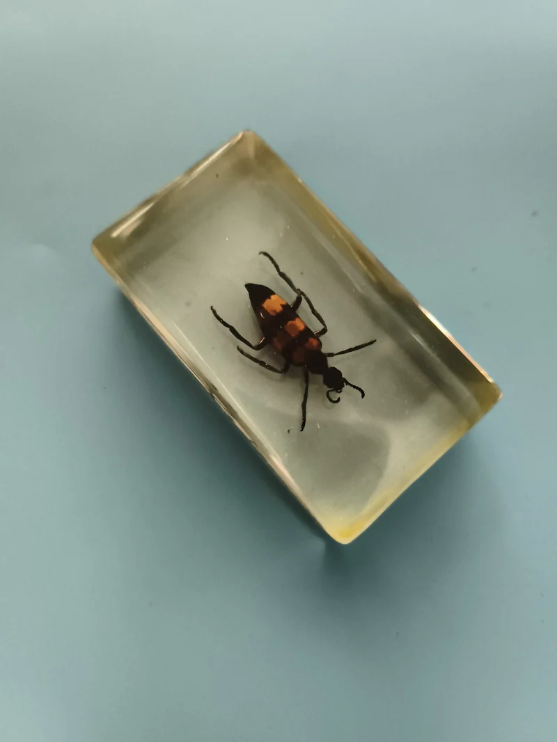 Insecte naturalisé sous résine rectangulaire décor scientifique entomologie