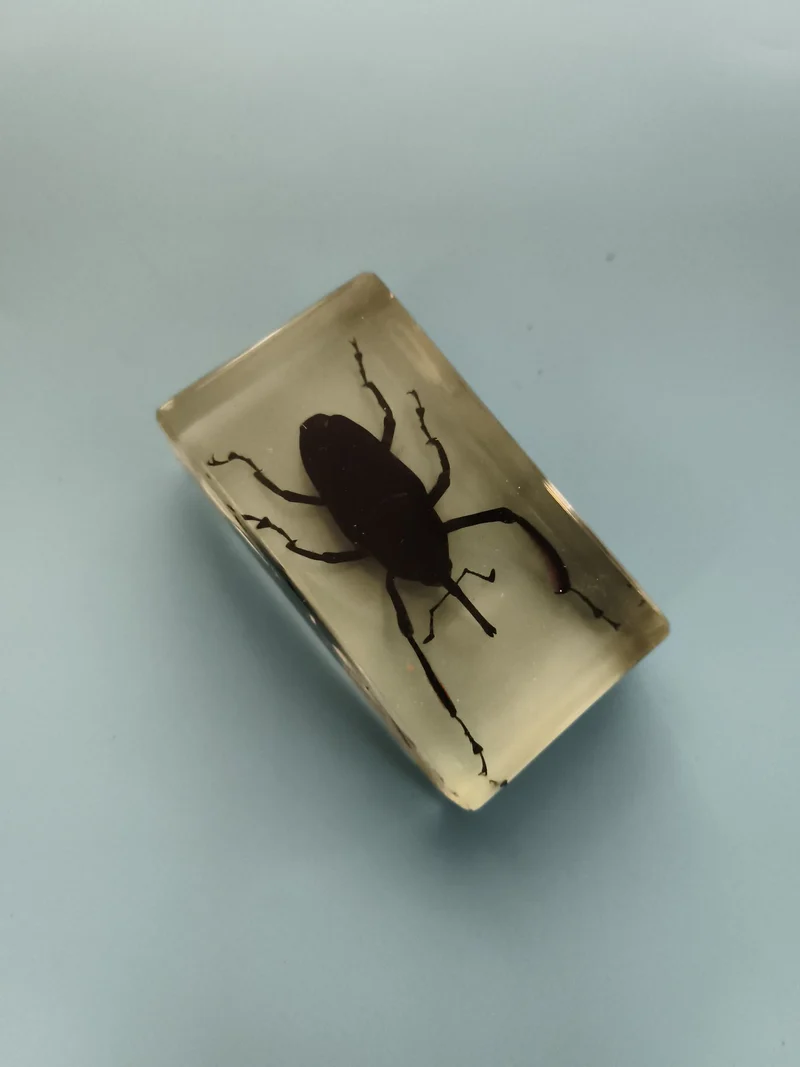 Bloc décoratif insecte naturalisé résine transparente, spécimen entomologie