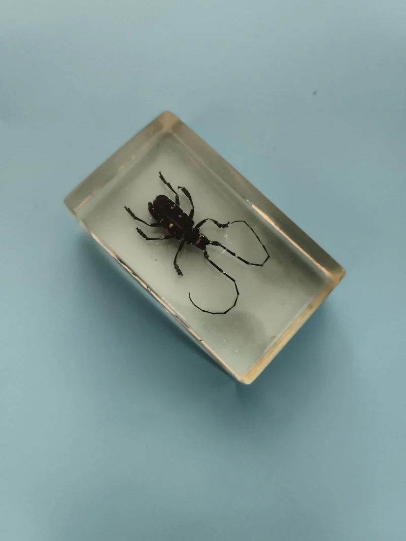 Bloc insecte naturalisé résine transparente, spécimen entomologique déco