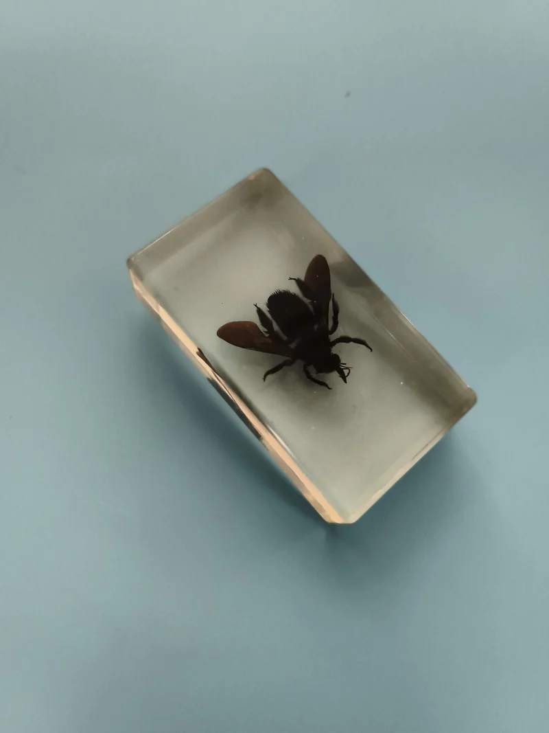 Bloc insecte naturalisé transparent, spécimen entomologique, résine décorative