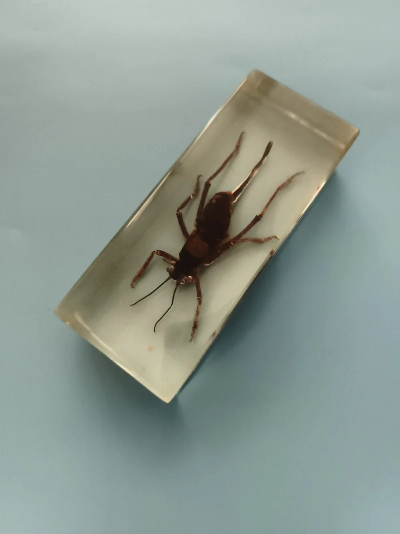 Bloc insecte naturalisé résine transparente décoration entomologie paperweight