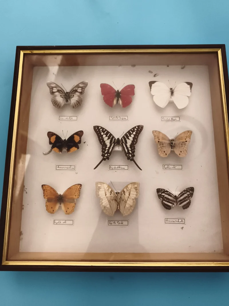 Papillons naturalisés sous cadre vitrine, entomologie déco murale, multicolore