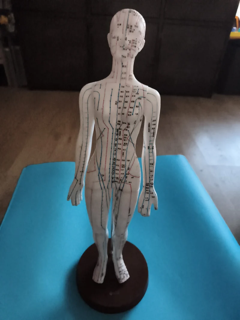 Modèle anatomique femme acupuncture méridiens médecine chinoise déco