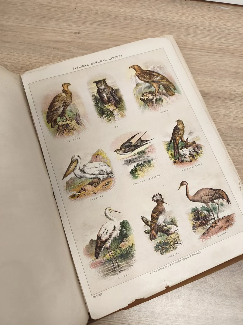 Lot d?images anciennes animaux, planches illustrées, classeur ornithologie vinta