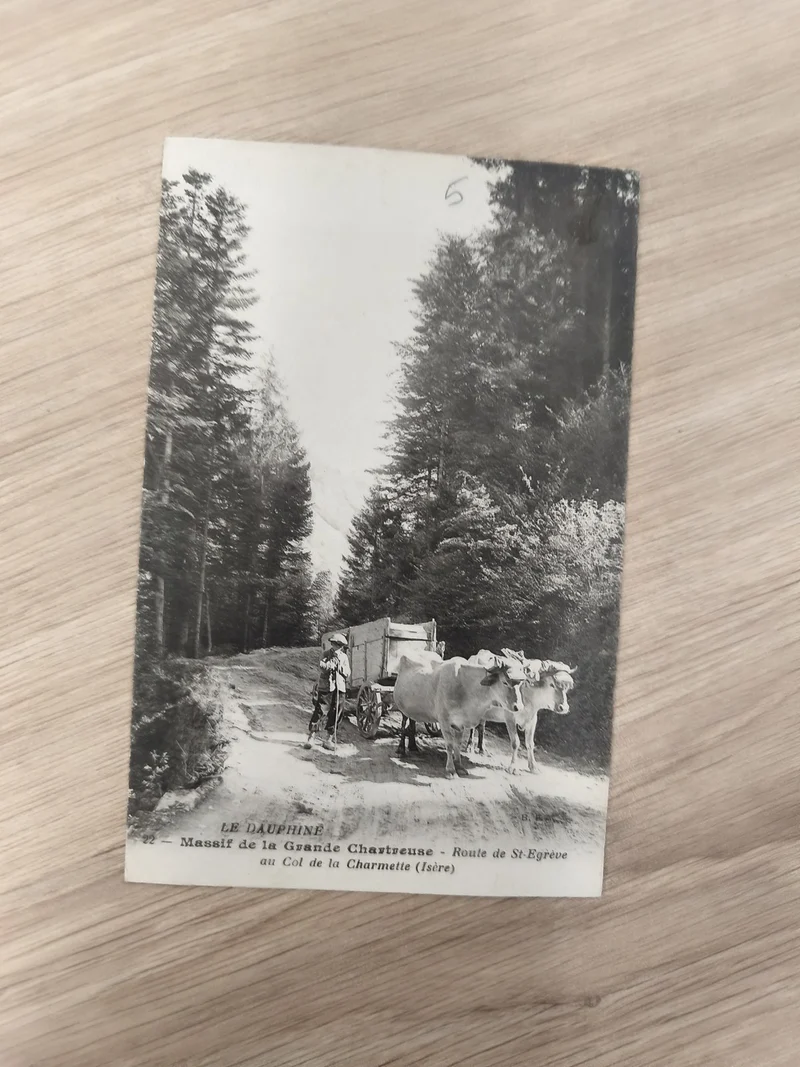 Ancienne carte postale Le Dauphiné Chartreuse vaches charrette forêt Isère