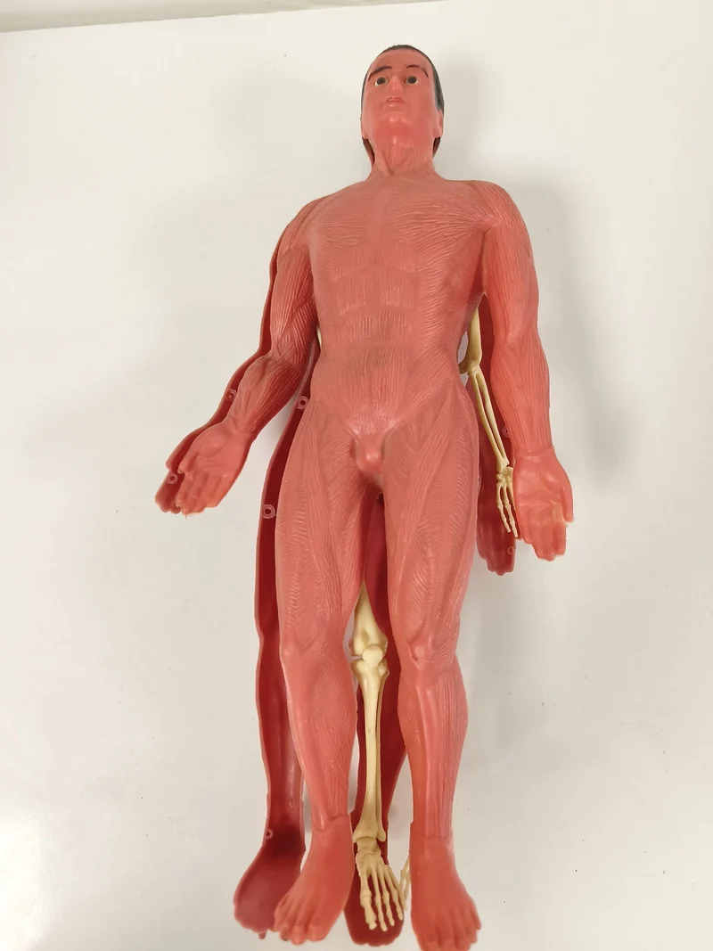 Modèle anatomique humain articulé muscles et squelette, figurine pédagogique