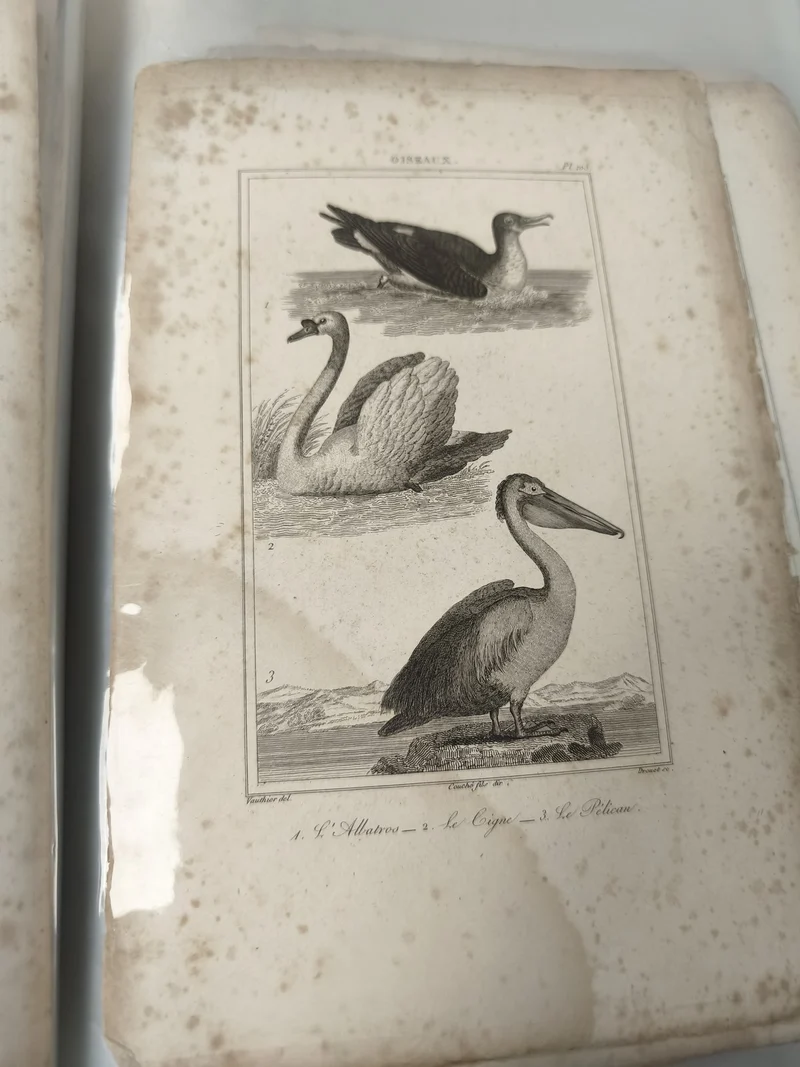 Ancienne gravure XIXe animalier oiseaux ? albatros cygne pélican déco vintage
