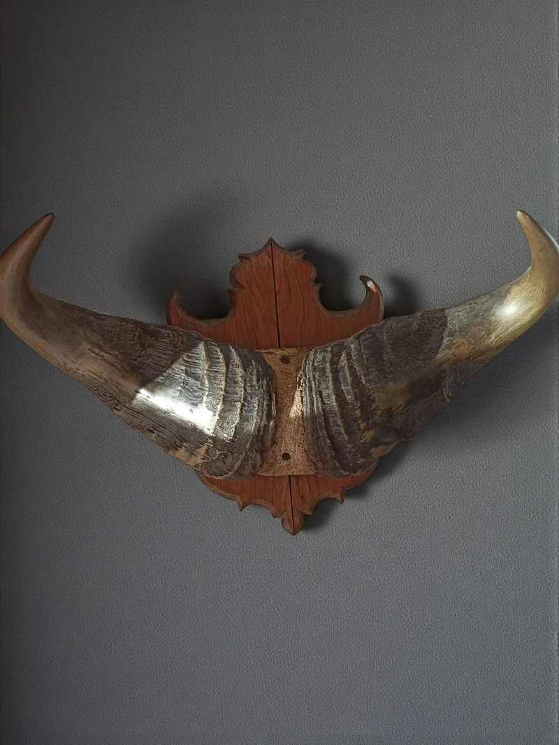 Trophée ancien cornes de buffle sur bois, taxidermie vintage, déco cabinet curio