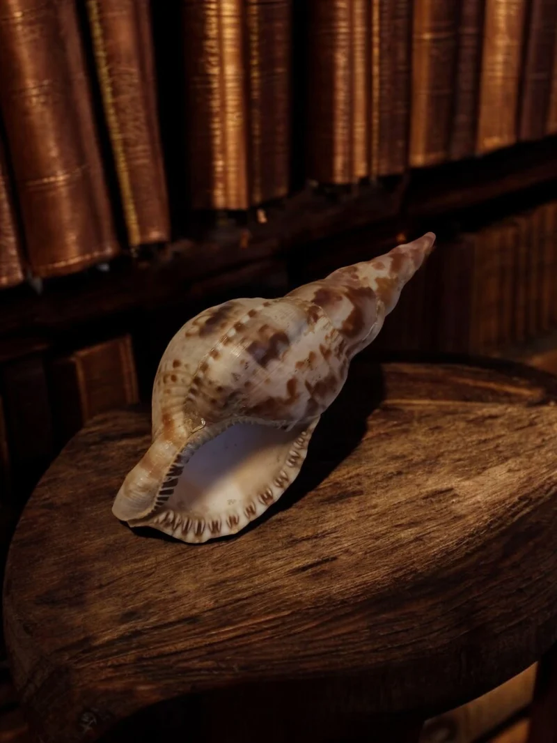 Coquillage Triton ancien décor marin vintage cabinet de curiosités