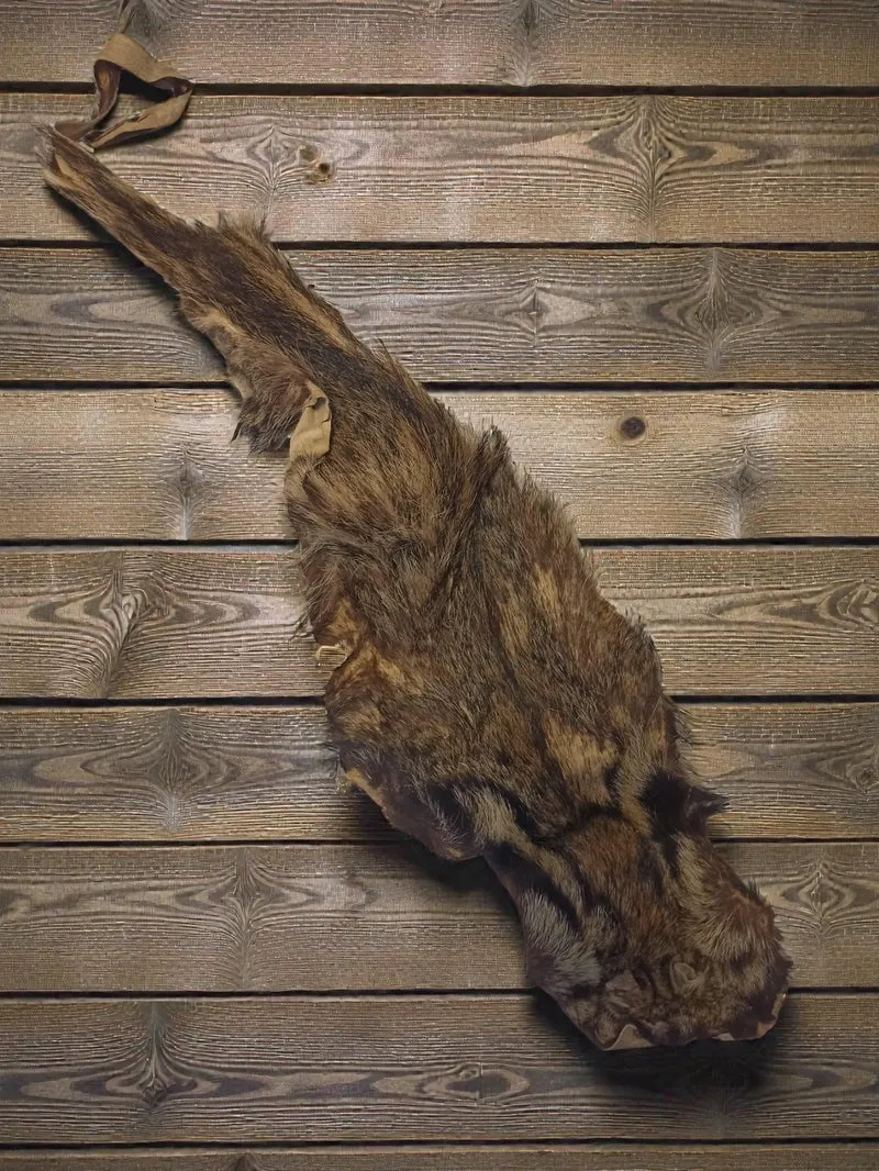 Peau de félin taxidermie vintage, cabinet de curiosités, ancienne, 90cm
