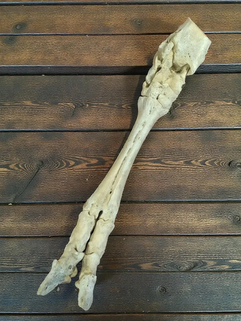 Segment de jambe squelette cheval ancien, os naturel taxidermie vintage curiosit