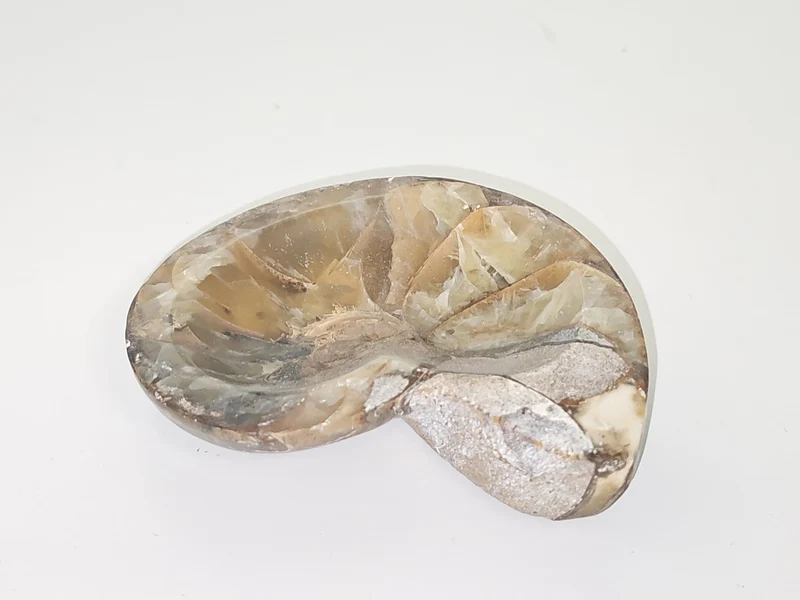 Ammonite fossile authentique d?Erfoud Maroc pierre naturelle spirale décor minér