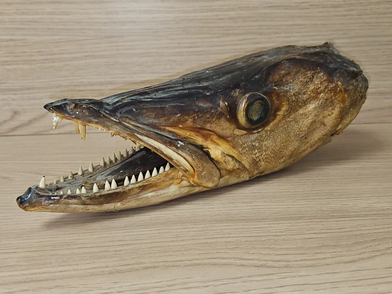 Ancienne tête de brochet naturalisée vintage, taxidermie, curiosité, déco rétro